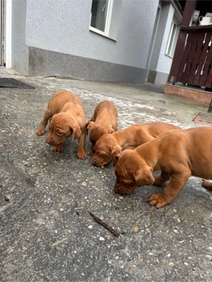 Catelusi Vizsla maghiara  - imagine 5