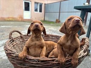 Catelusi Vizsla maghiara  - imagine 2