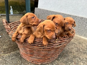 Catelusi Vizsla maghiara  - imagine 3