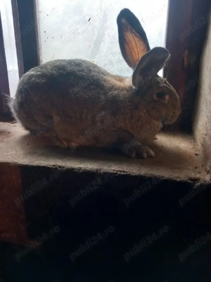 Vând iepuri tineri. - imagine 2