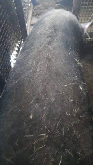 Vand porc pietrean  - imagine 5