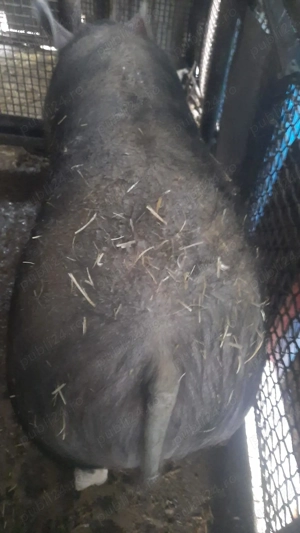 Vand porc pietrean  - imagine 4