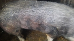 Vand porc pietrean  - imagine 2