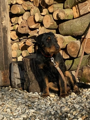 Mascul Jagd terrier jagdterrier