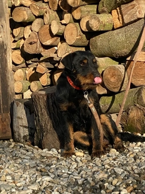 Mascul Jagd terrier jagdterrier - imagine 3