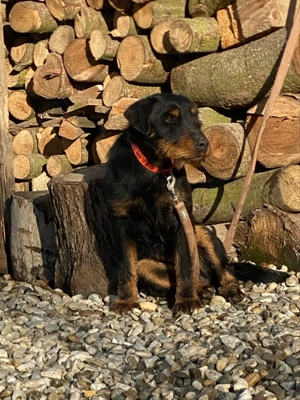 Mascul Jagd terrier jagdterrier - imagine 2