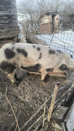 Vand porc pt sacrificat sau reproducție  - imagine 2