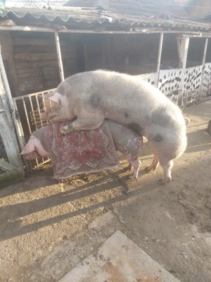 Disponibilă scroafă gestantă  - imagine 4