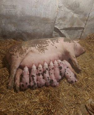 Disponibilă scroafă gestantă  - imagine 3