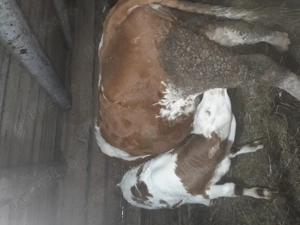 Vând vaca fatata. - imagine 4