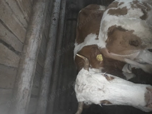 Vând vaca fatata. - imagine 3