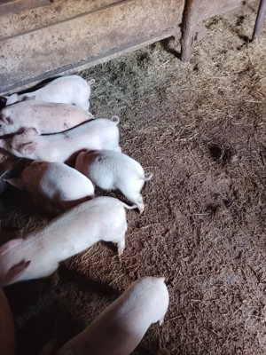 Vând purceluși de 6 saptamani 