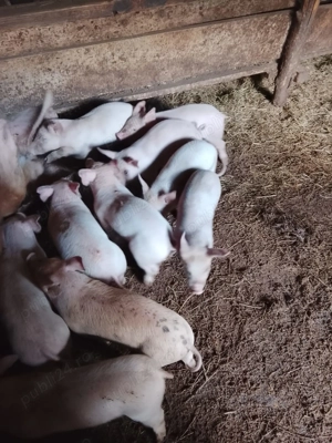 Vând purceluși 6 saptamani