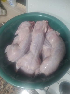 Iepuri reproductie sacrificare  - imagine 4