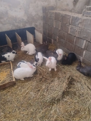 Iepuri reproductie sacrificare  - imagine 2