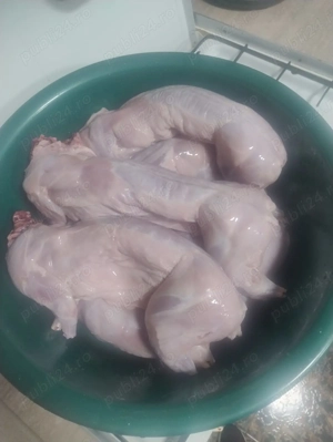 Iepuri reproductie sacrificare  - imagine 3