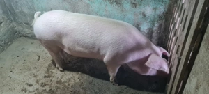 Porc pentru sacrificat 150 kg