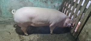 Porc pentru sacrificat 150 kg - imagine 2