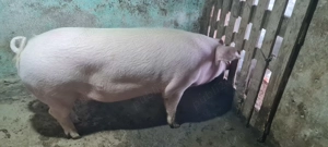 Porc pentru sacrificat 150 kg - imagine 3