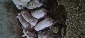 Purcei 25-30kg Landrace Petrain  - imagine 3