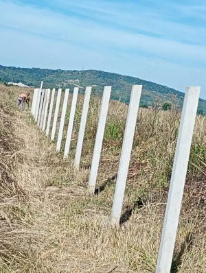 spalieri  pavele si placi de gard