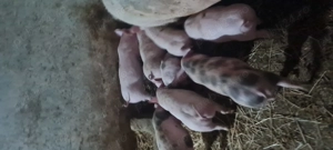 Purcei 25-30kg Landrace Petrain  - imagine 2