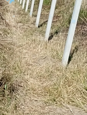 vand stalpi de gard sau spalieri  de vie 