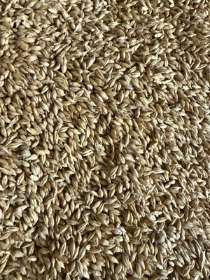 Orz  cu 2 randuri C2 Recolta 2025