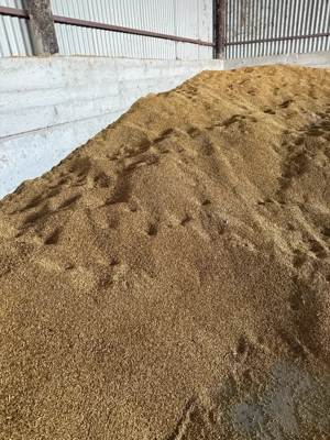 orzoaica primavara   cu 2 randuri C2 Recolta 2025 - imagine 3