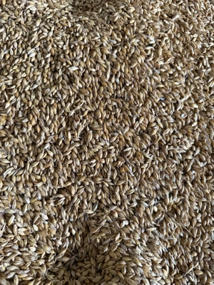 orzoaica primavara   cu 2 randuri C2 Recolta 2025 - imagine 2