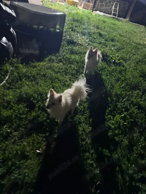 vând femele pomenirea spitz - imagine 2