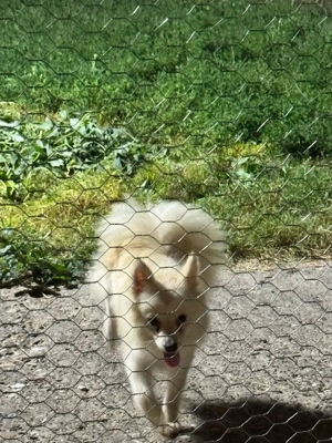 vând femele pomenirea spitz - imagine 5