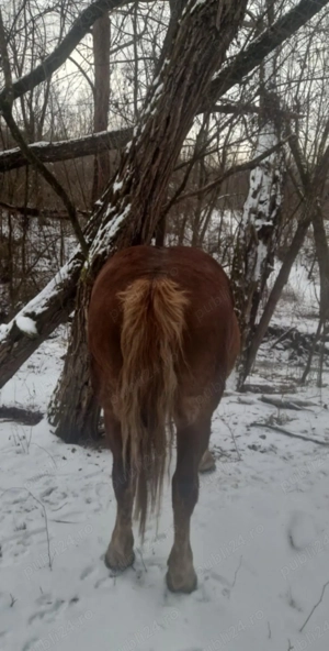 cal castrat de vanzare - imagine 2