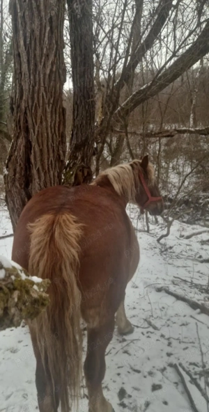 cal castrat de vanzare