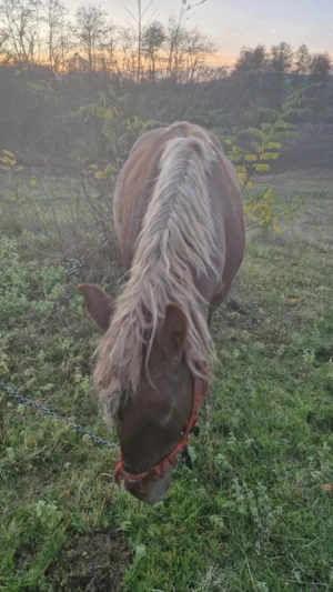 cal castrat de vanzare - imagine 5