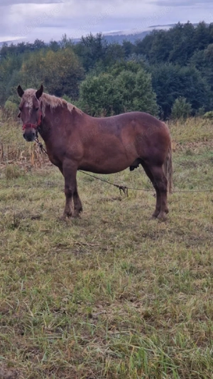 cal castrat de vanzare - imagine 3