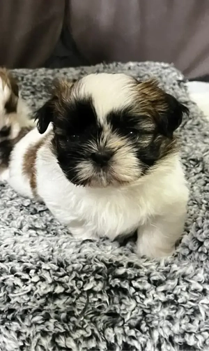 Shih tzu de vanzare
