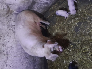 Scroafă albă de Banat cu purcei  - imagine 2