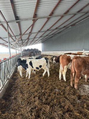 vand taurasi si vitele baltata romanesca  - imagine 2