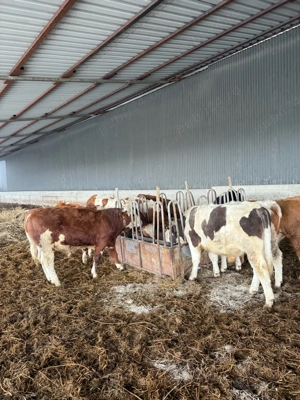 vand taurasi si vitele baltata romanesca  - imagine 5