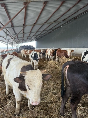 vand taurasi si vitele baltata romanesca  - imagine 3