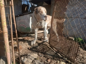 Femela ciobanesc asia centrala  1000 lei