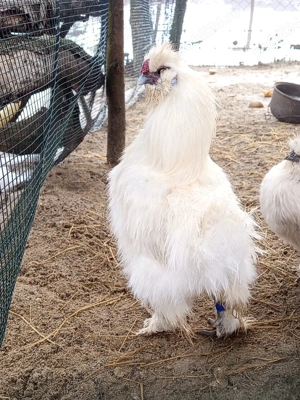 Cocos matase japoneza  - imagine 3