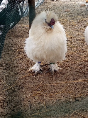 Cocos matase japoneza  - imagine 5