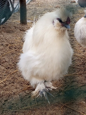 Cocos matase japoneza 