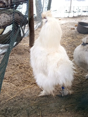 Cocos matase japoneza  - imagine 2