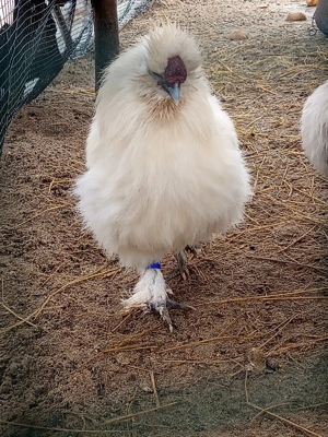 Cocos matase japoneza  - imagine 4