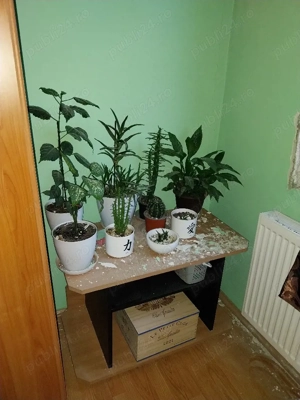 colega apartament sagului