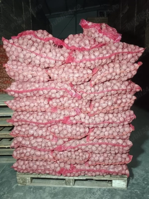 Samanta cartofi Belint, Bellarosa, Carrera.