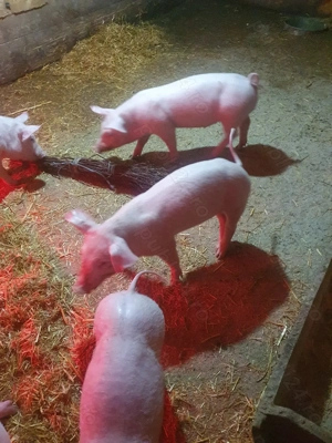 Purcei de vanzare. - imagine 3